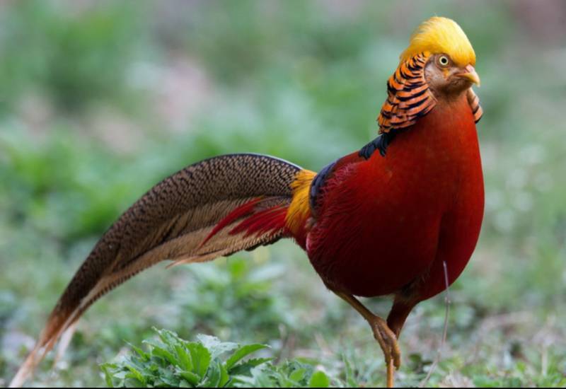 <small>Golden Pheasant</small>