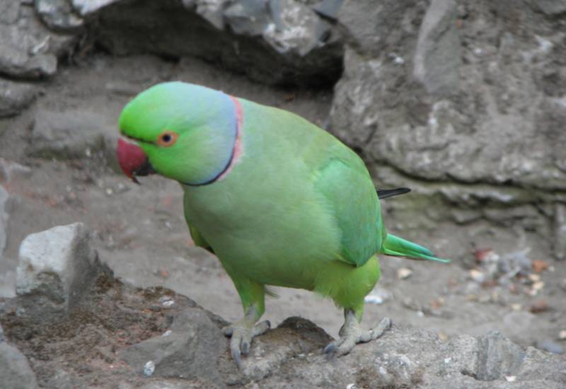 <small>Indian Rose Ringed Parakeet</small>