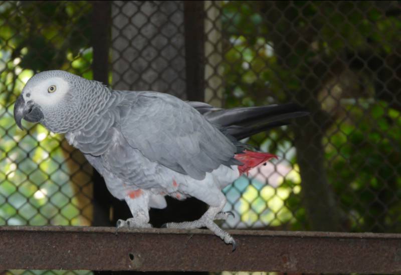 <small>Grey Parrot</small>
