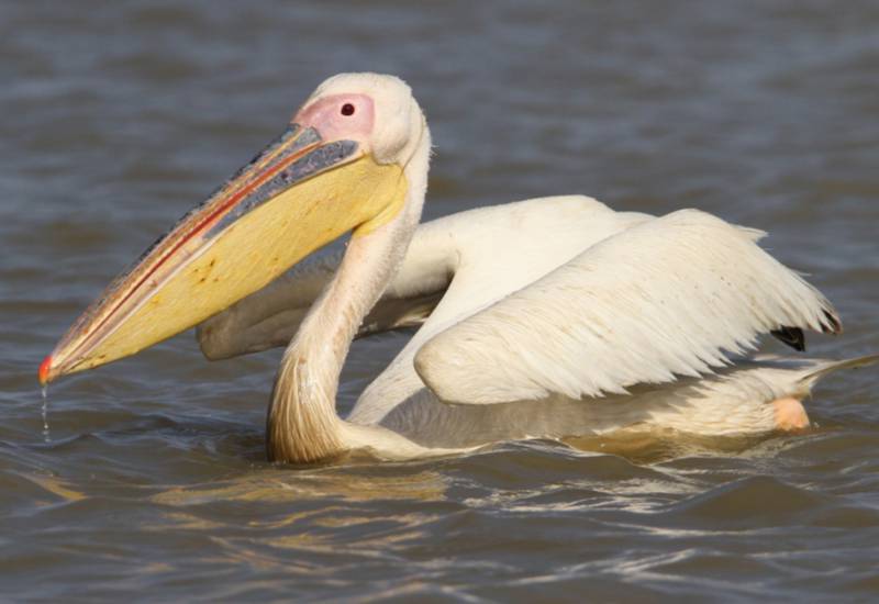 <small>Great White Pelican </small>