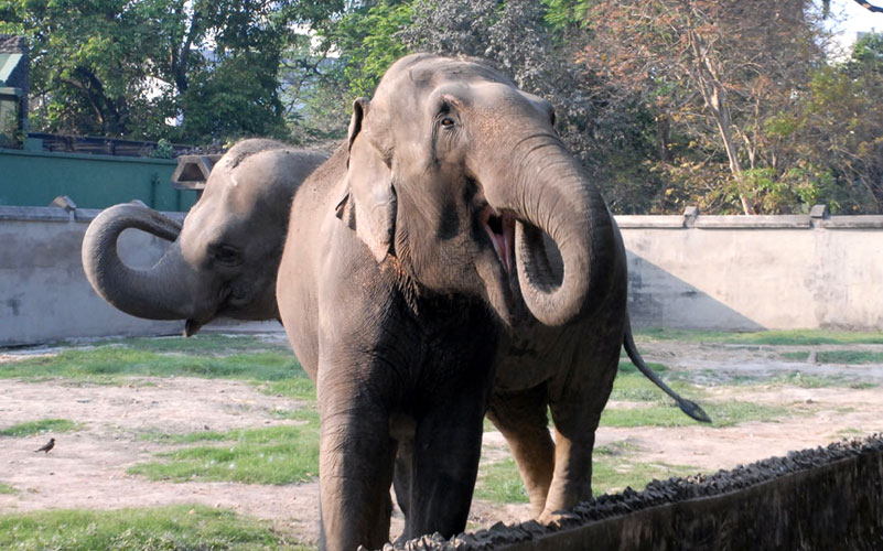 Alipore Zoological Garden, Kolkata Zoo