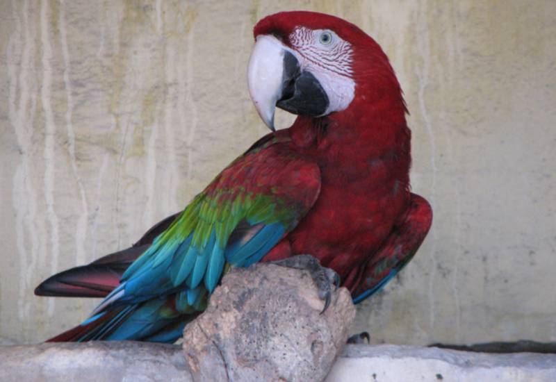 <small>Red and Blue Macaw</small>