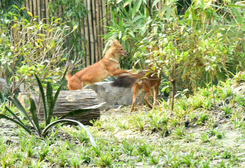 Kolkata Zoo, Zoological Garden Alipure, Kolkata