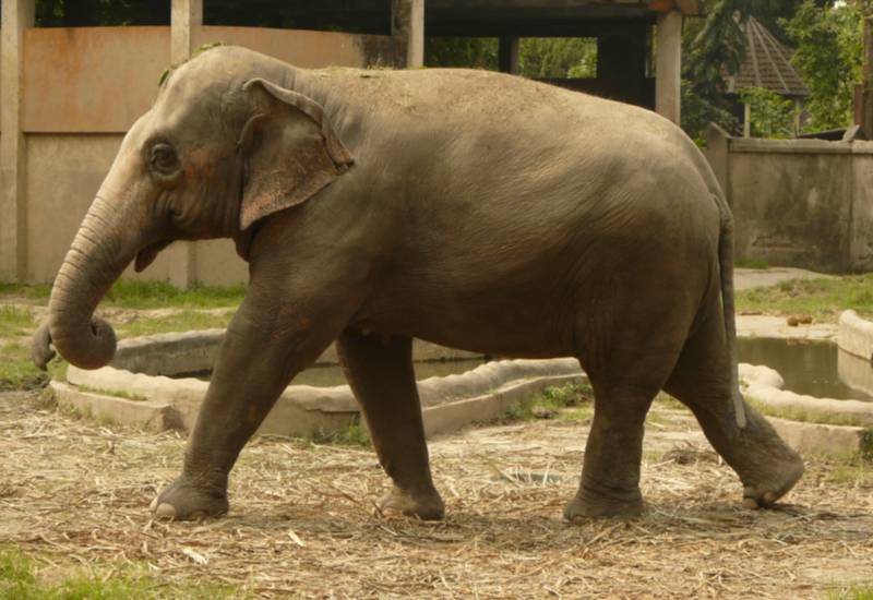 <small>Elephant</small>