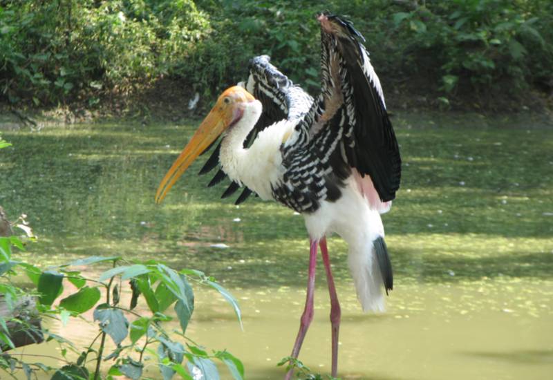 <small>Painted Stork</small>