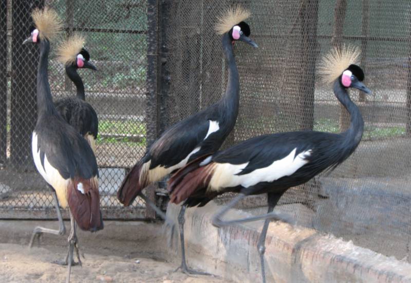 Sex and zoo in Kolkata