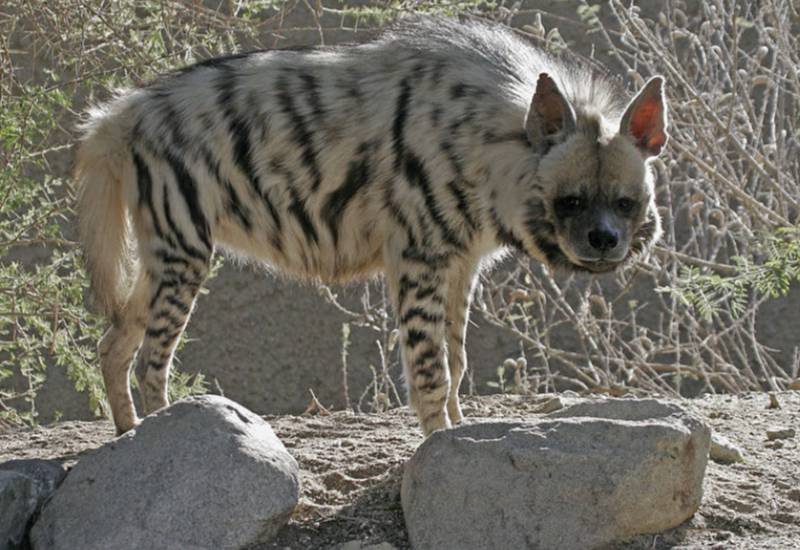 <small>Striped Hyena</small>
