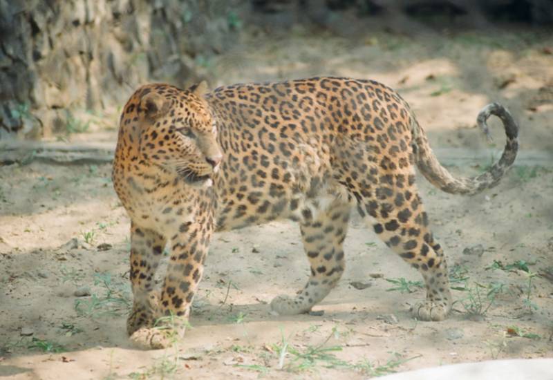 <small>Jaguar</small>