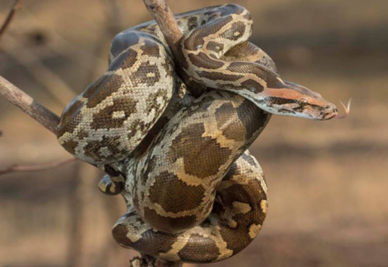 <small>Indian Rock Python</small>