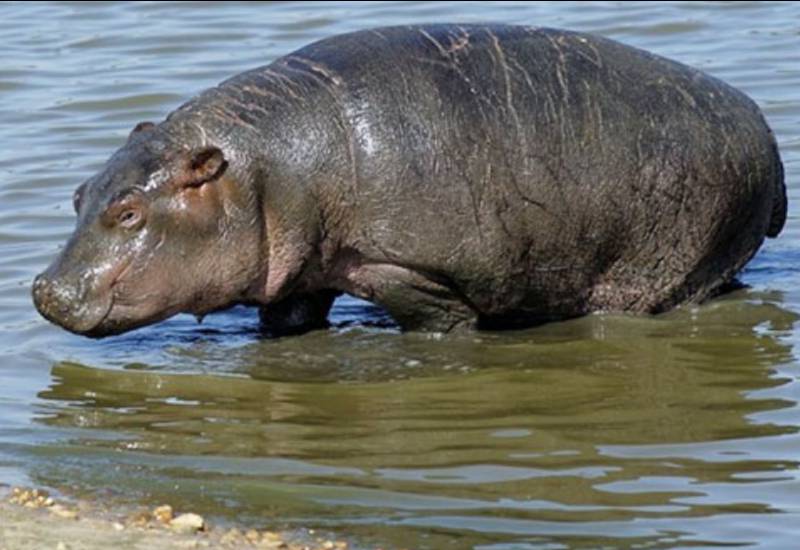 <small>Hippopotamus</small>
