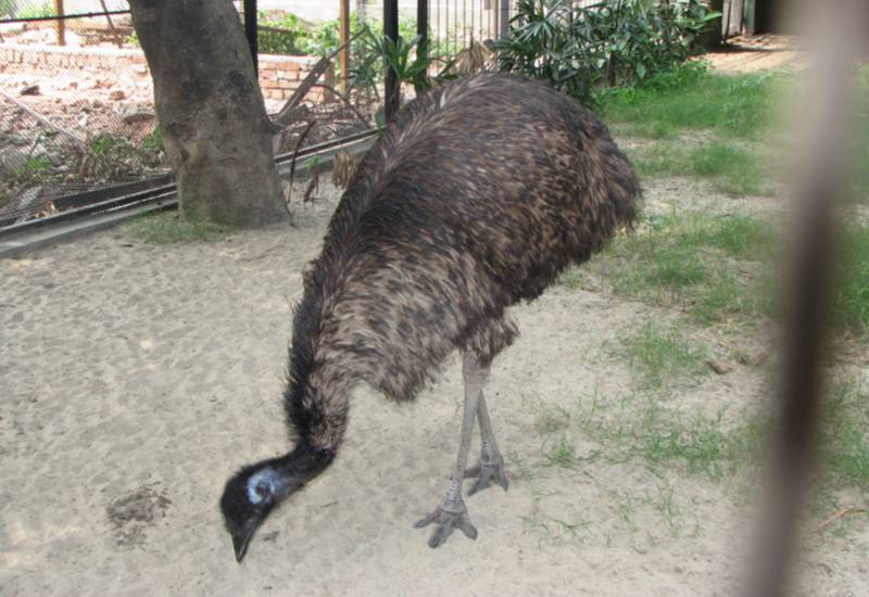 <small>Emu</small>