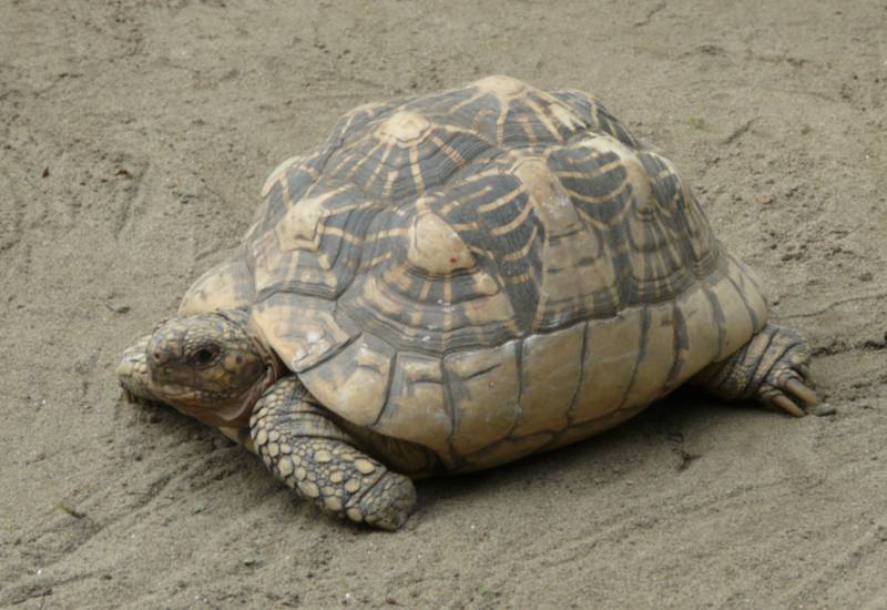 <small> Indian Star Tortoise</small>