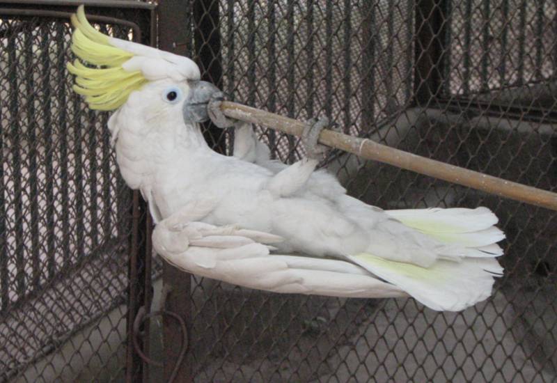 <small>Greater Sulphur Crested Cockatoo</small>