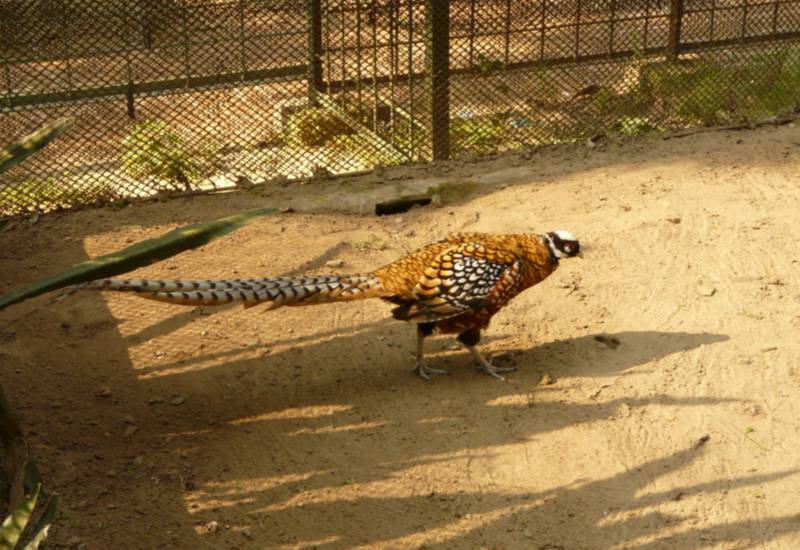 <small>Reeves  Pheasant</small>