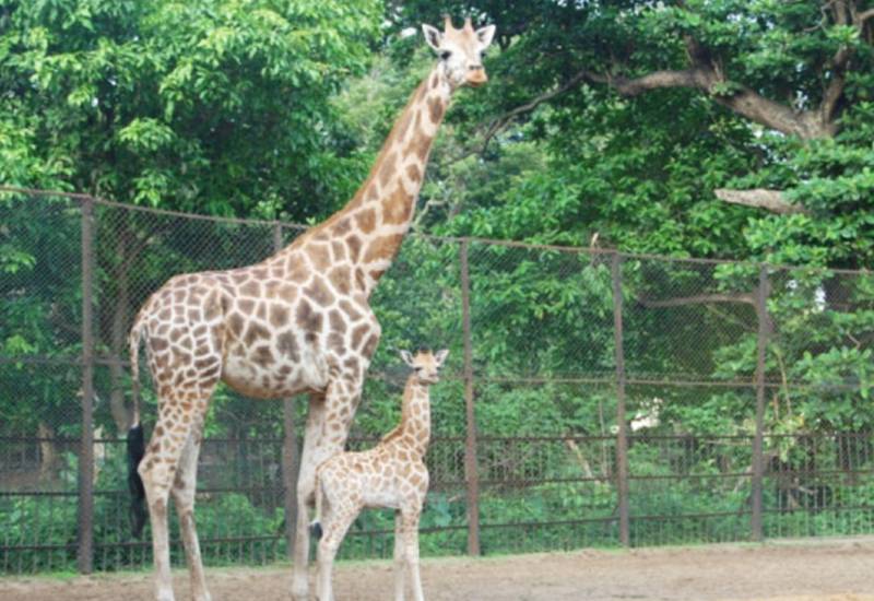 <small>Giraffe</small>