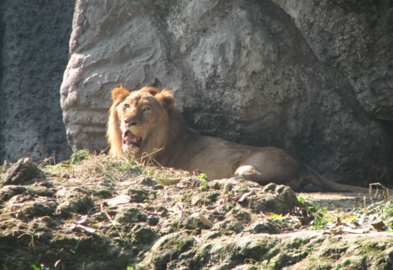 <small>Lion</small>
